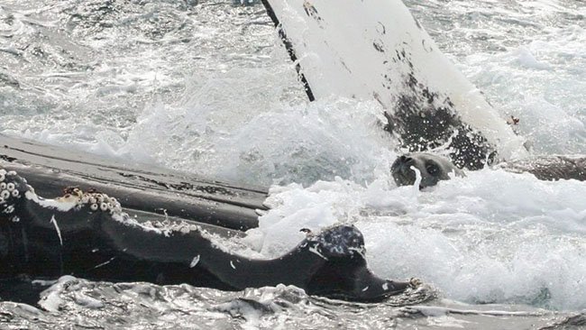 oceana's tweet photo. The fascinating reason why humpback whales save seals https://t.co/Gf6ECk7K9e via @azula https://t.co/J0pXlSOJJj