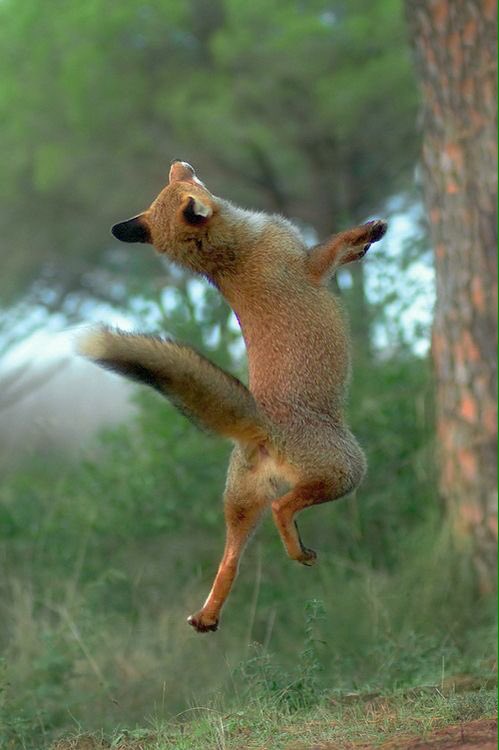 It's #FlyingFoxFriday !