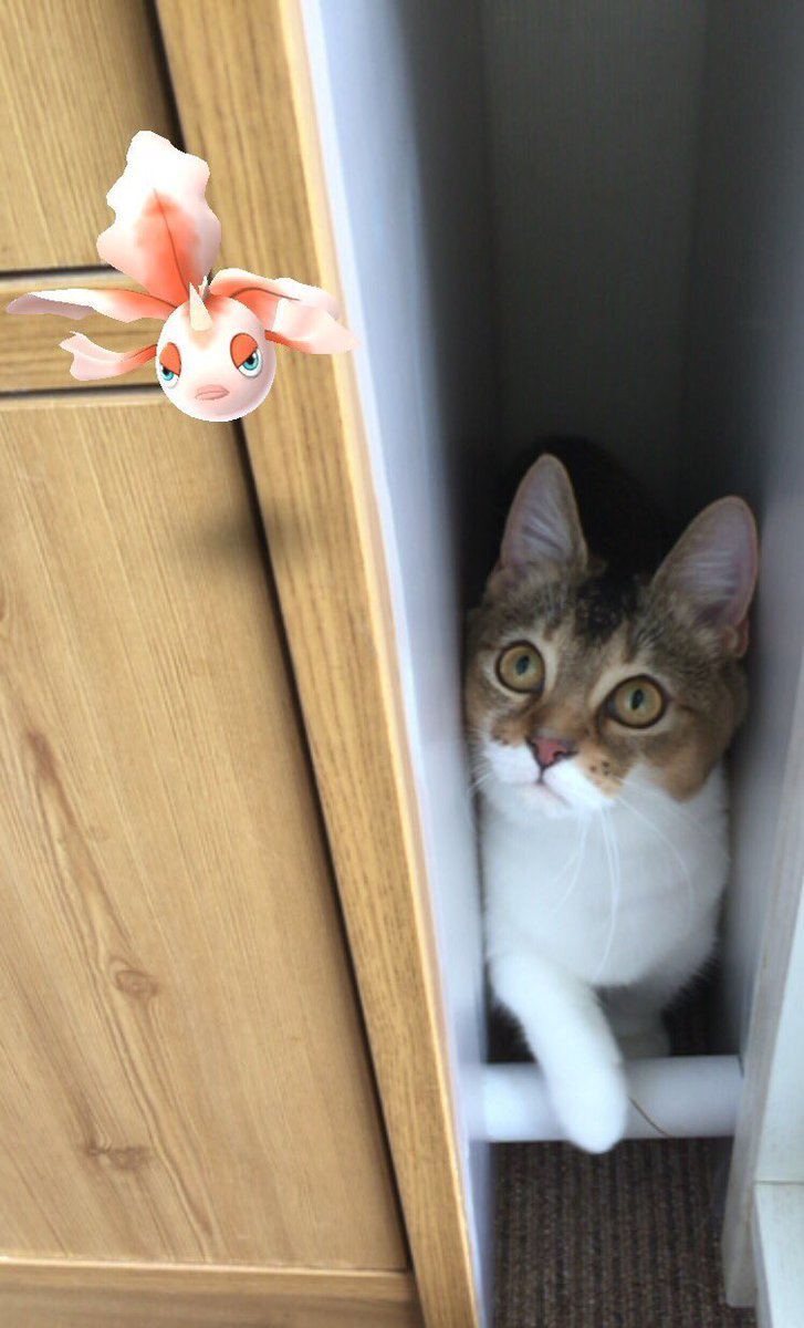 DummeWitze's tweet photo. Ich glaube Katzen können Pokémon sehen. https://t.co/OtfPQmfCzb