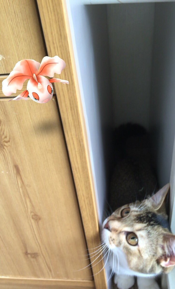 DummeWitze's tweet photo. Ich glaube Katzen können Pokémon sehen. https://t.co/OtfPQmfCzb