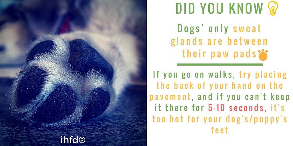 ihfd_tweet's tweet photo. During hot days, grassy surfaces are much better ;-) #dogwalks #dogs #dogsoftwitter #dogsarelove #dogsarefamily https://t.co/bydiFE8nqU
