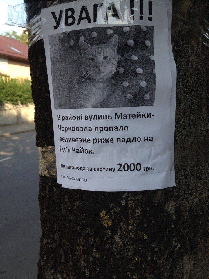 НАБУ вызвало на допрос Онищенко в качестве подозреваемого на 2 августа - Цензор.НЕТ 7086
