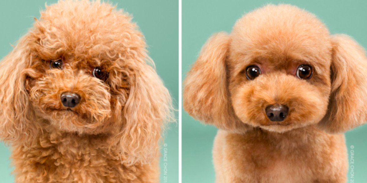 HuffPost's tweet photo. 7 doggy before-and-afters will make your heart squirm https://t.co/3qrOxEpvbf https://t.co/mTBFfJw092