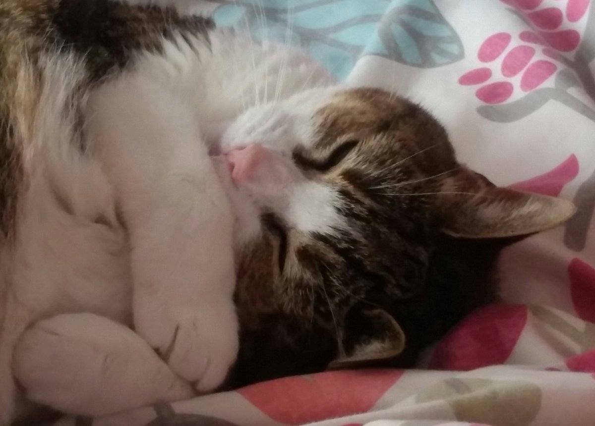 Mintyminxy's tweet photo. #KippyCat ❤️ #Fleur 💋 https://t.co/6Ecxnip6fk