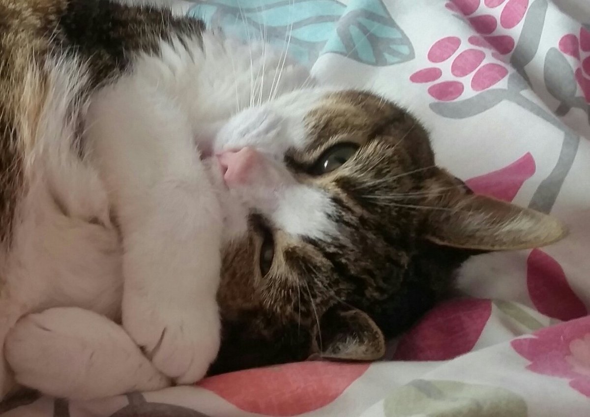 Mintyminxy's tweet photo. #KippyCat ❤️ #Fleur 💋 https://t.co/6Ecxnip6fk