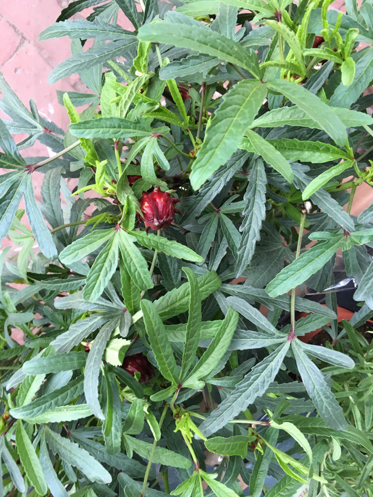 Hibiscus Tea Plants now available. You make medicinal tea from the red flowers.