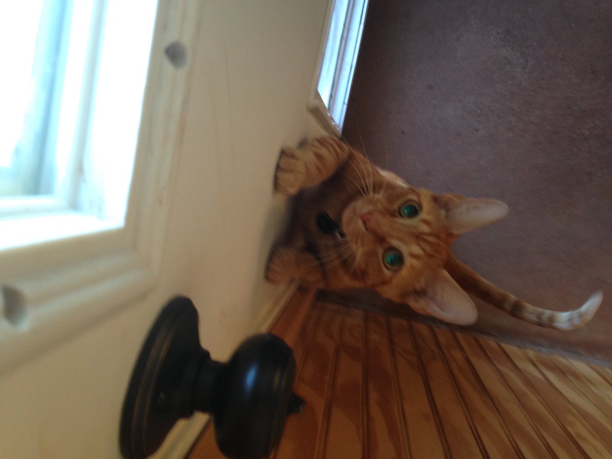UrngeKnows's tweet photo. Let me out!!!!! https://t.co/rQPpUBHFVL