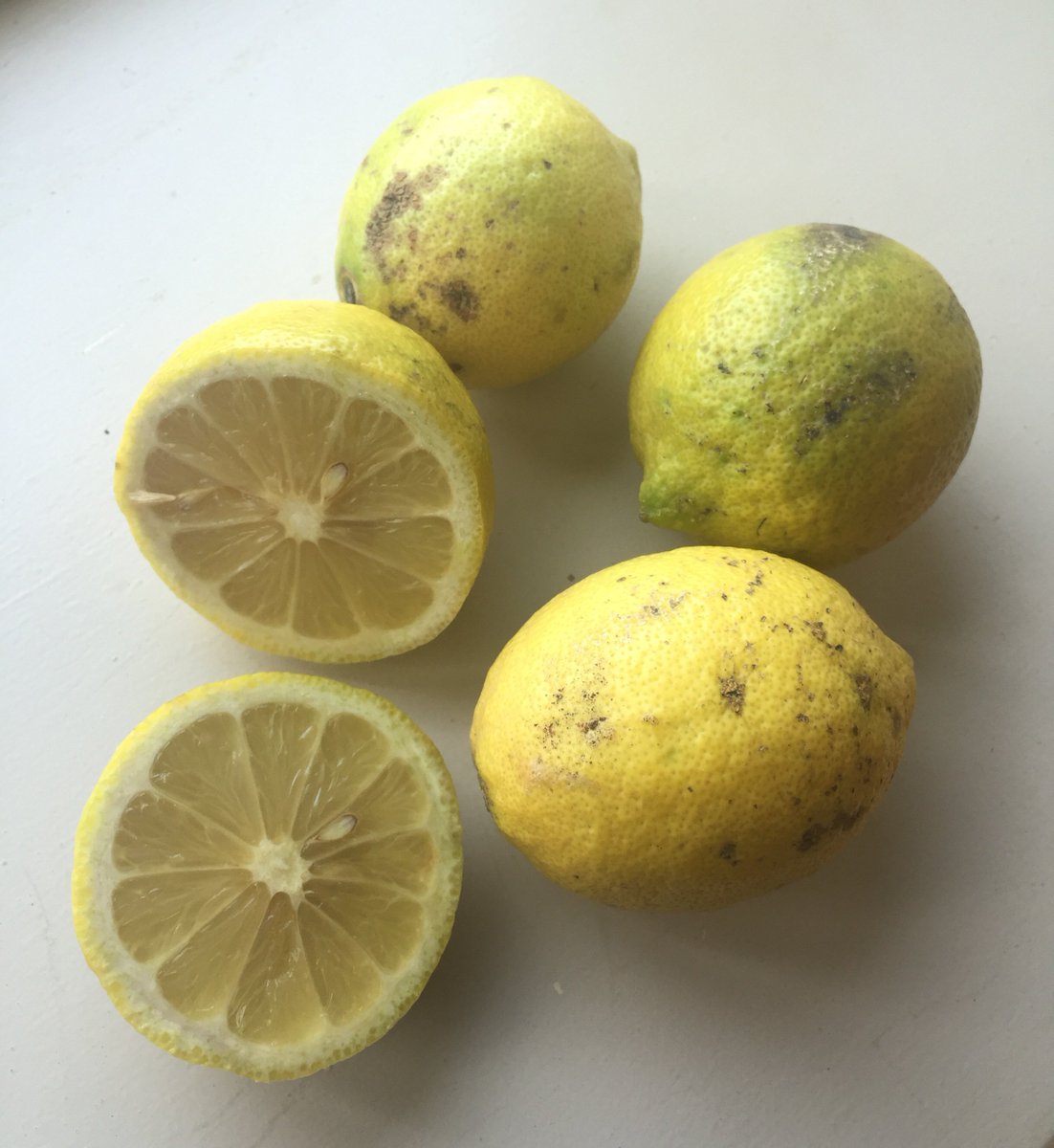 Riverford's tweet photo. Kitchen ornament or food? These lemons were rejected by 2 supermarkets but we sell them! #wastenot @HughsWaronWaste https://t.co/MzmtUUvsRn