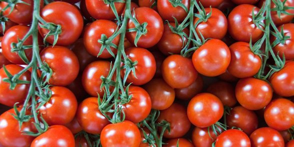 GlebeHH's tweet image. Grow your own crop of tasty vine-ripened tomatoes with #GardenExpert @MarkCullen4 bit.ly/261odKT