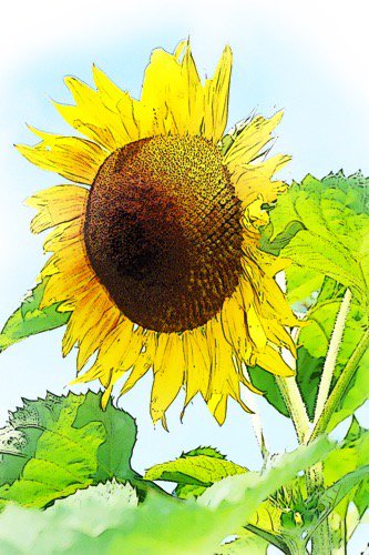 beme1962's tweet photo. #MobileMonet beautiful #sunflower https://t.co/1AZKTnCR0y