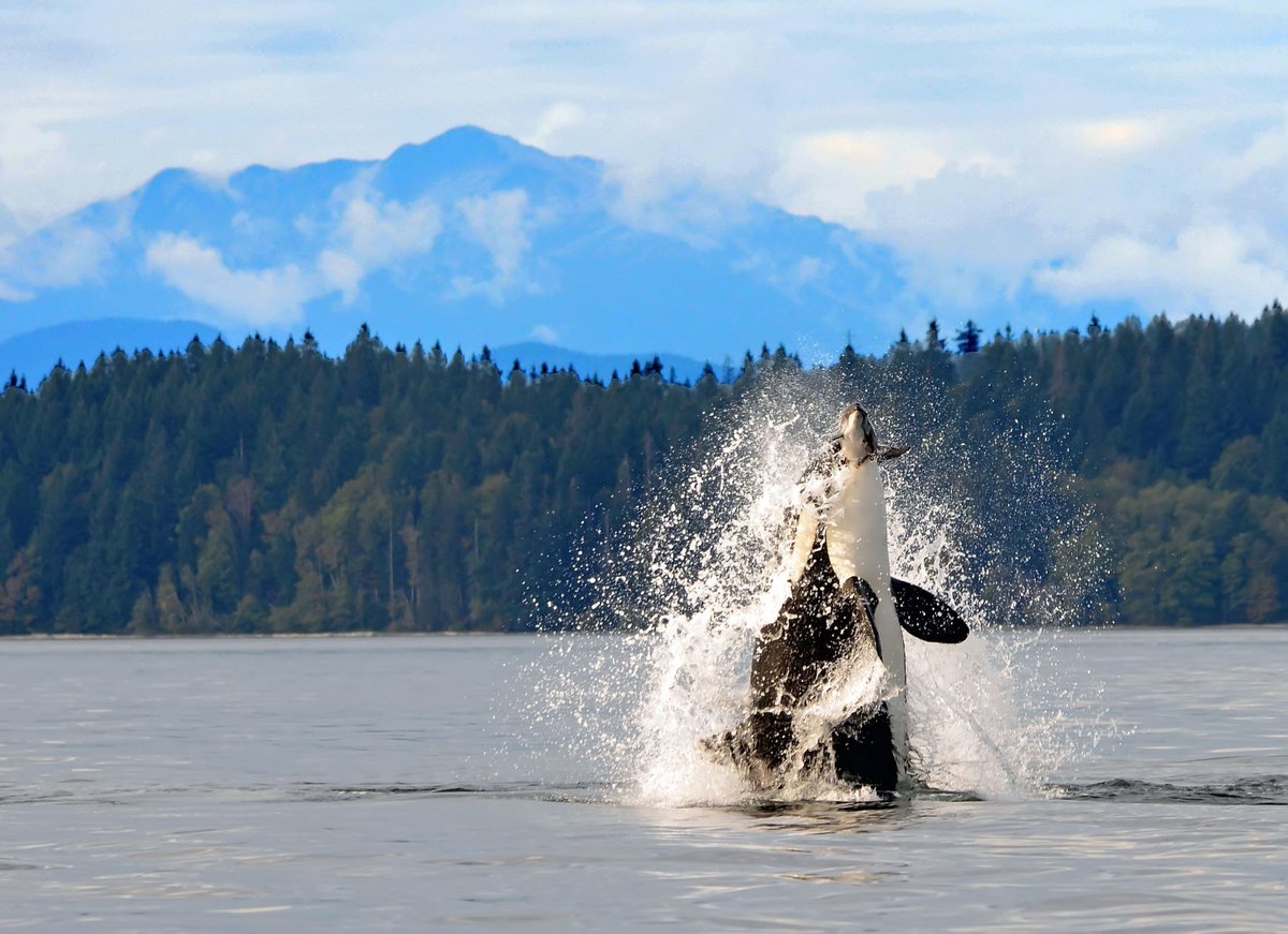 Canada's tweet photo. Celebratory Friday dance 🐋. We hope you have a whale of a weekend! #FridayFeeling https://t.co/leLzJf1ze3