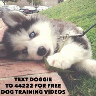 A Dog's Life tweet media