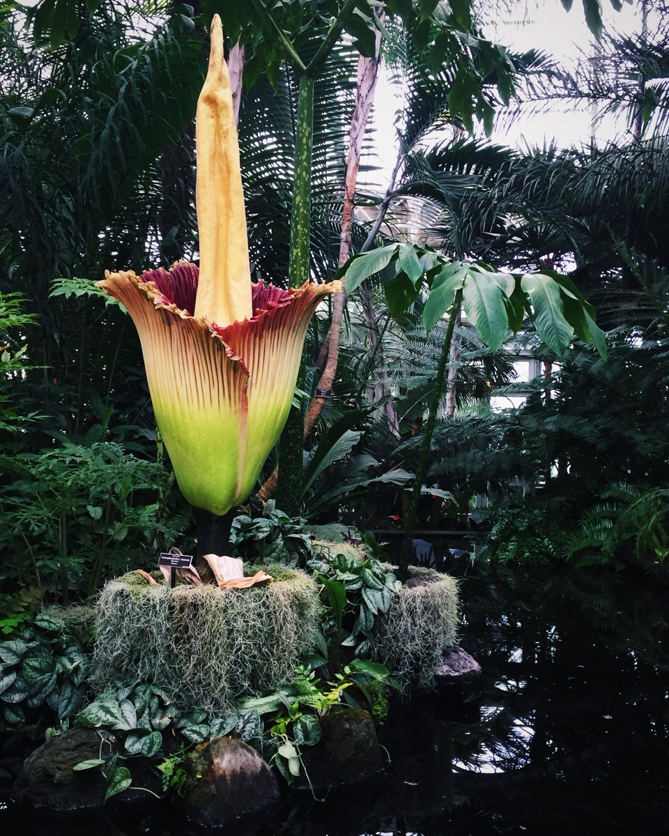 new york botanical garden on twitter: "our corpse flower is in full