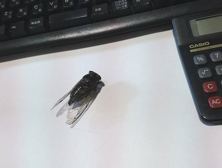 今日会社で「ヂッ！」って
セミの声が聞こえたと思ったら
ワイの机のド真ん中に居てビックリしたよね…
んでも
そのあとの方がビックリしたよね… 