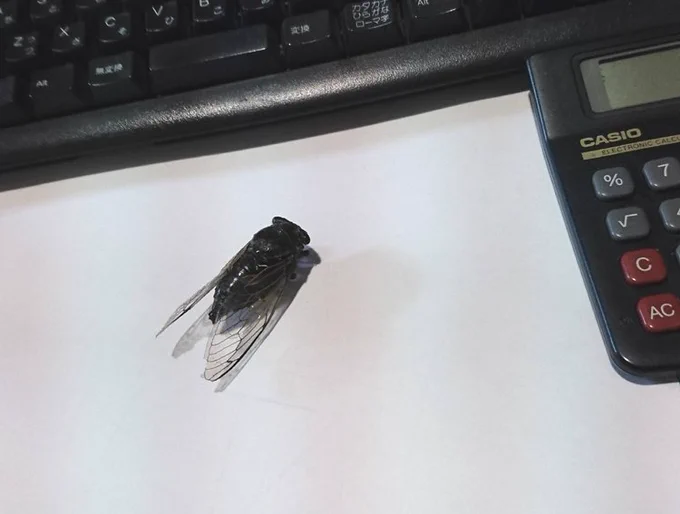 今日会社で「ヂッ！」って
セミの声が聞こえたと思ったら
ワイの机のド真ん中に居てビックリしたよね…
んでも
そのあとの方がビックリしたよね… 