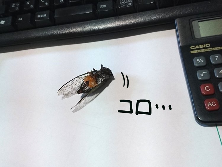 今日会社で「ヂッ！」って
セミの声が聞こえたと思ったら
ワイの机のド真ん中に居てビックリしたよね…
んでも
そのあとの方がビックリしたよね… 
