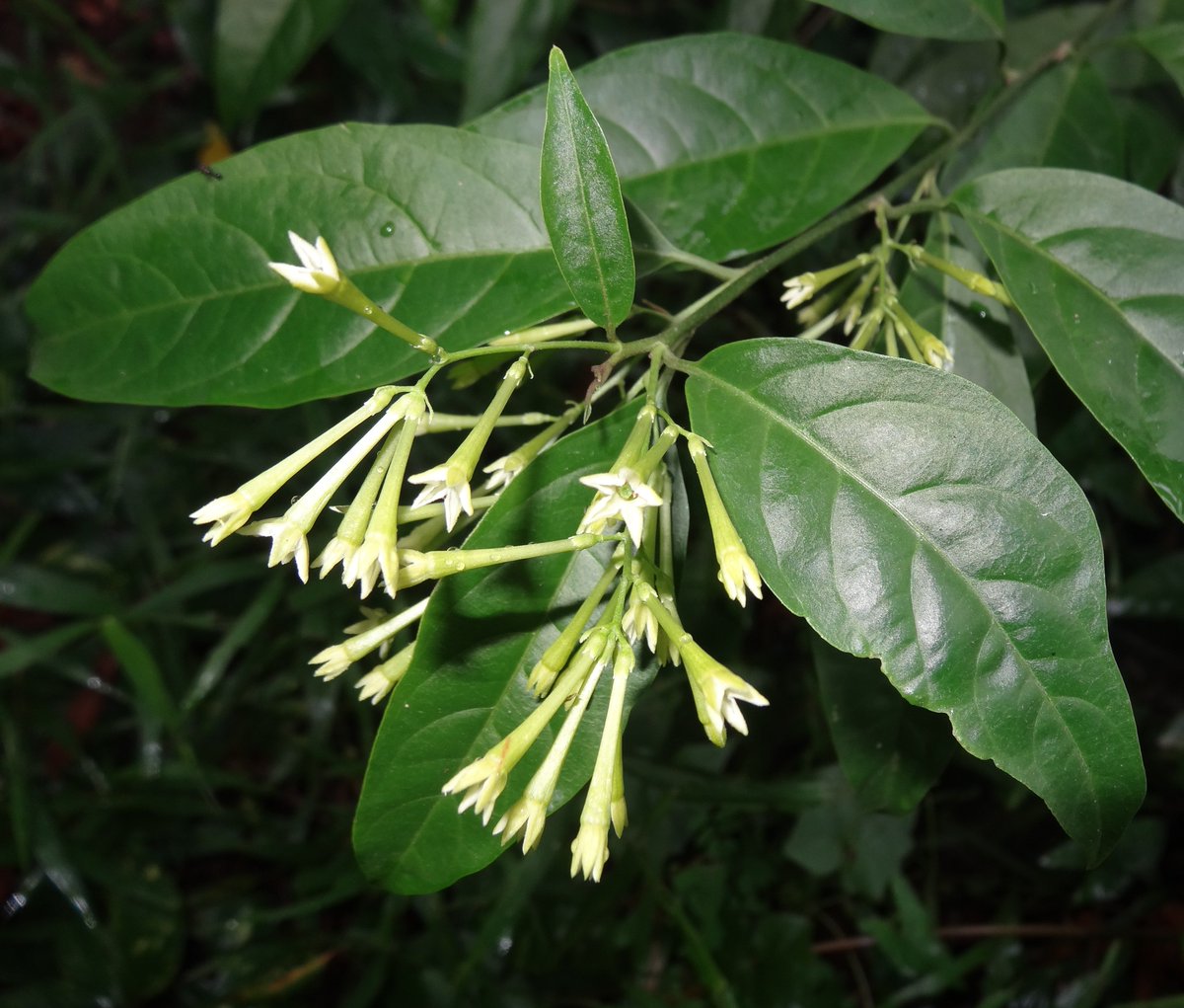 Flowers Bloom At Night In Sri Lanka Best Flower Site