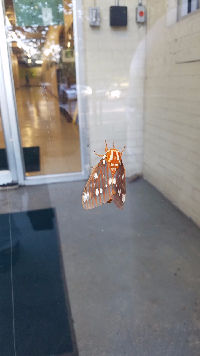 WaysideGardens's tweet photo. This big beautiful fellow must've gotten lost on its way to our #garden. #regalmoth #wildlife #nature #bugs https://t.co/8vQP8ApO5W