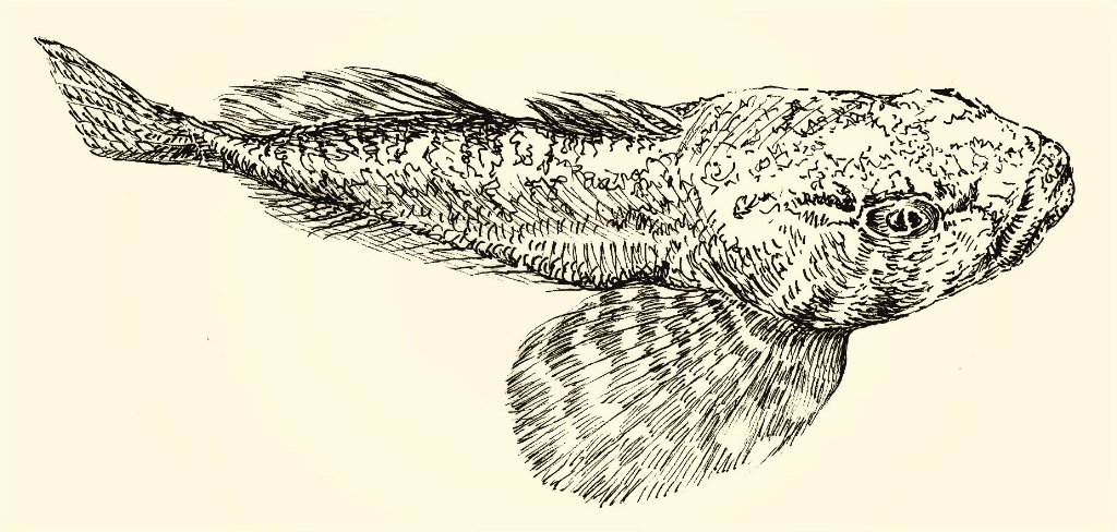 VickyHolbrough's tweet photo. Been enjoying drawing British river fish this week #Bullfish #SouthPark #Darlington #SnipePond #Bridge #Commission https://t.co/emhrN3XWgP