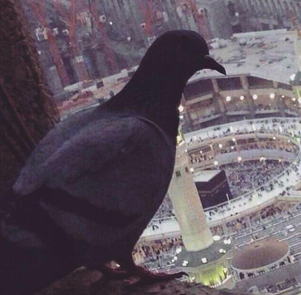 #دعوه_بساعه_اجابه_ف_الجمعه
يــارب
بشرى على مسامع كل يائس تنشر الأمل
في ثنايا مواجعه فيحلق الفرح في محياه 💗