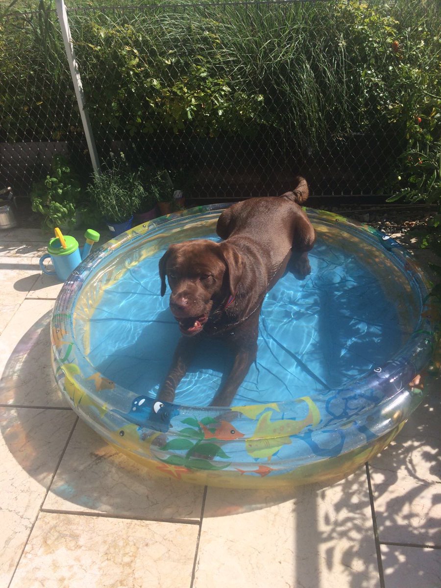 whereisarchie's tweet photo. My training for the #doggy #Olympics seems to have hit a problem as this  pool is too small for a tumbleturn !! https://t.co/teSDLfnAnZ