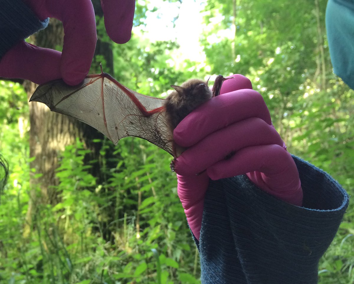 Wytham wood bat project looking at Daubies with Dani and co. #wythambatproject on FB