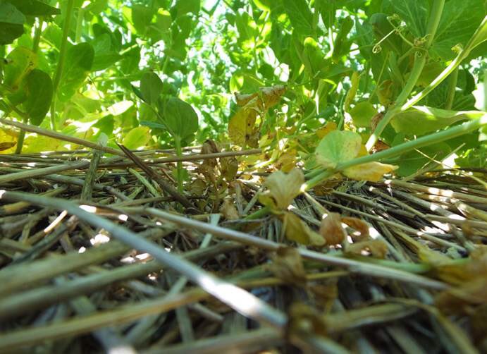 Cover crops keep soil cool &amp; moist. go.usa.gov/k563 #soilhealth