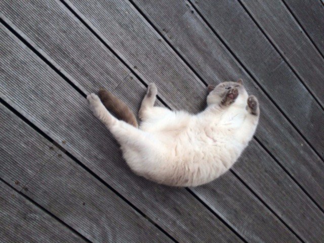 IntersandUK's tweet photo. @HoneyBSH1506 Here's Lily our #Intersand tester! #jellybelly #britishshorthair https://t.co/y6U5ytArQM