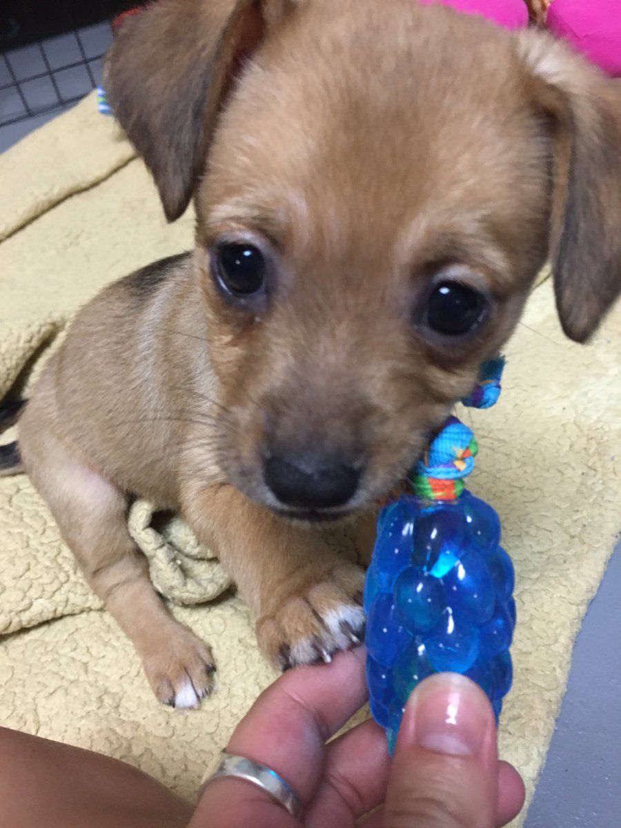 Puppy adoptions at Unleashed located at 2020 Howell Mill Rd., Atlanta, GA 30318 11am to 1pm Sat &amp; Sun! #bosleysplace