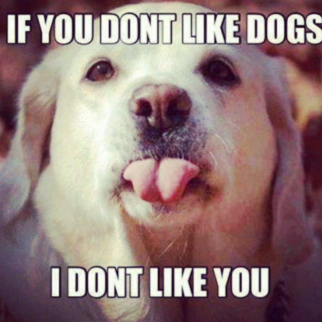 A Dog's Life tweet media