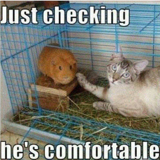 A Dog's Life tweet media