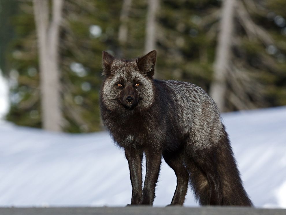 PlanetGreen's tweet photo. What exactly is a silver fox? https://t.co/JN6NnBTFvs #NotAndersonCooper https://t.co/RNL0V25QQP