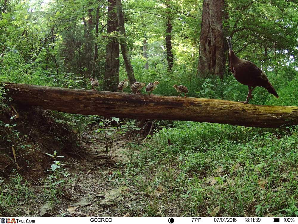 Trailcampro tweet media