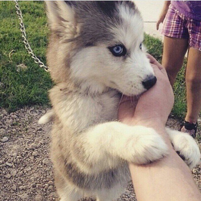 A Dog's Life tweet media