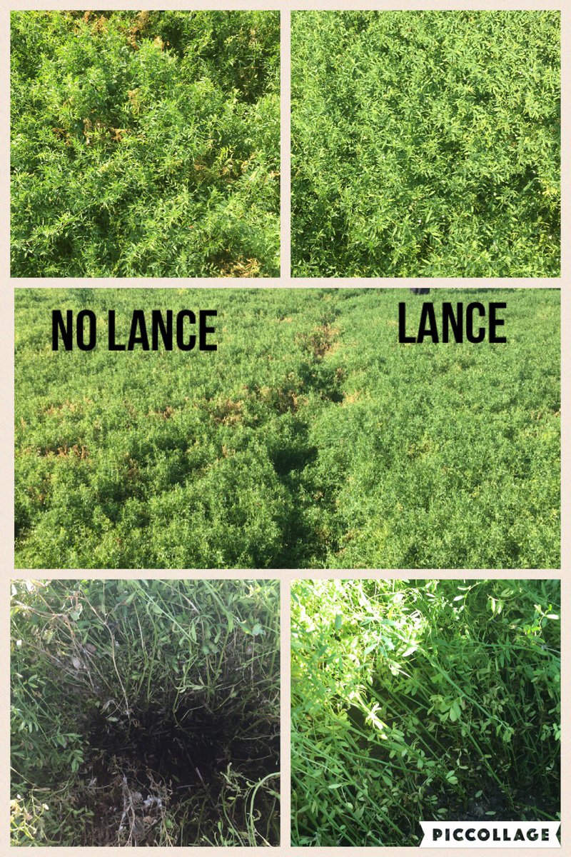MLeppa's tweet photo. Sclerotinia decision in lentil is a tough one. Glad we made it before the big soaker@BASFAgSolutions#scout16 https://t.co/85g7ojDj8J