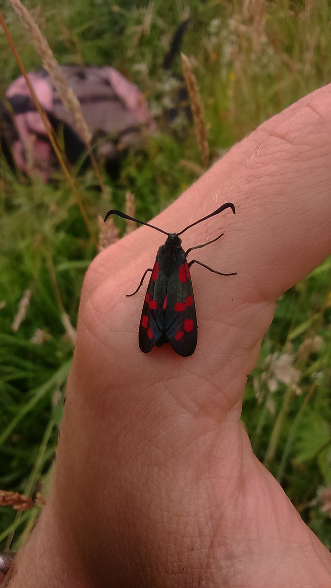 RSPBExeEstuary's tweet photo. Take time to reconnect with your wild side at Labrador Bay reserve near Shaldon and let us know what you can find https://t.co/wYbrLvLgb1