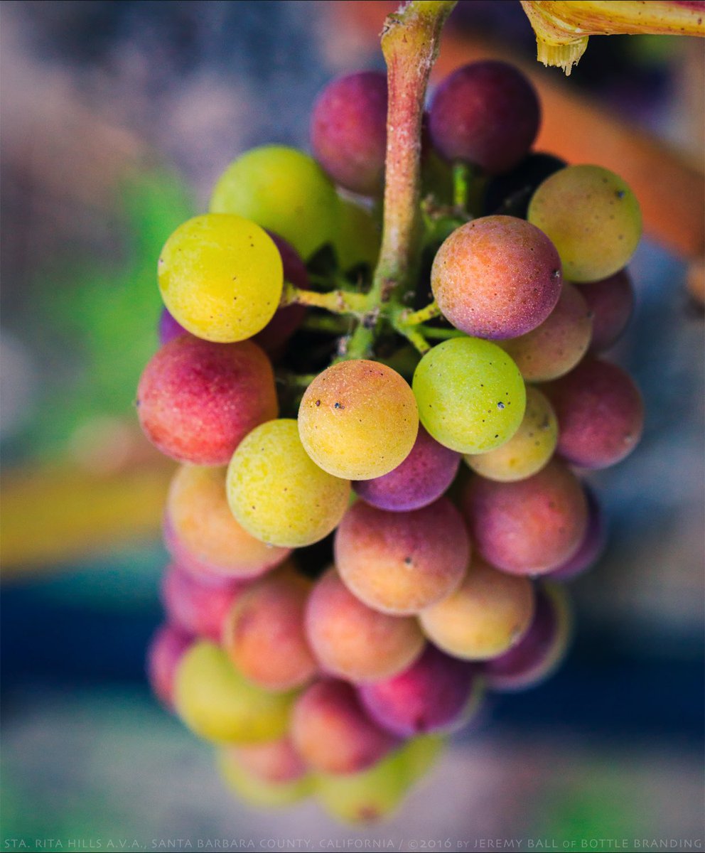 #Veraison @ #SanfordandBenedict #Vineyard in the #StaRitaHills <a href="/SanfordWinery/">Sanford Winery</a> #SanfordWinery #PinotNoir #SBCWine