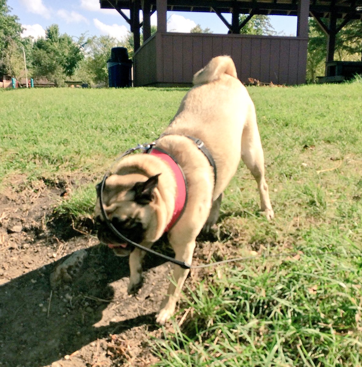 mya_pug's tweet photo. ACTION SHOT! Wind &amp; leash in my face &amp; I feel fine! #FridayFeeling #FridayMorningDanceParty #ActionPug #RunningWild https://t.co/KuhtiWHRAr