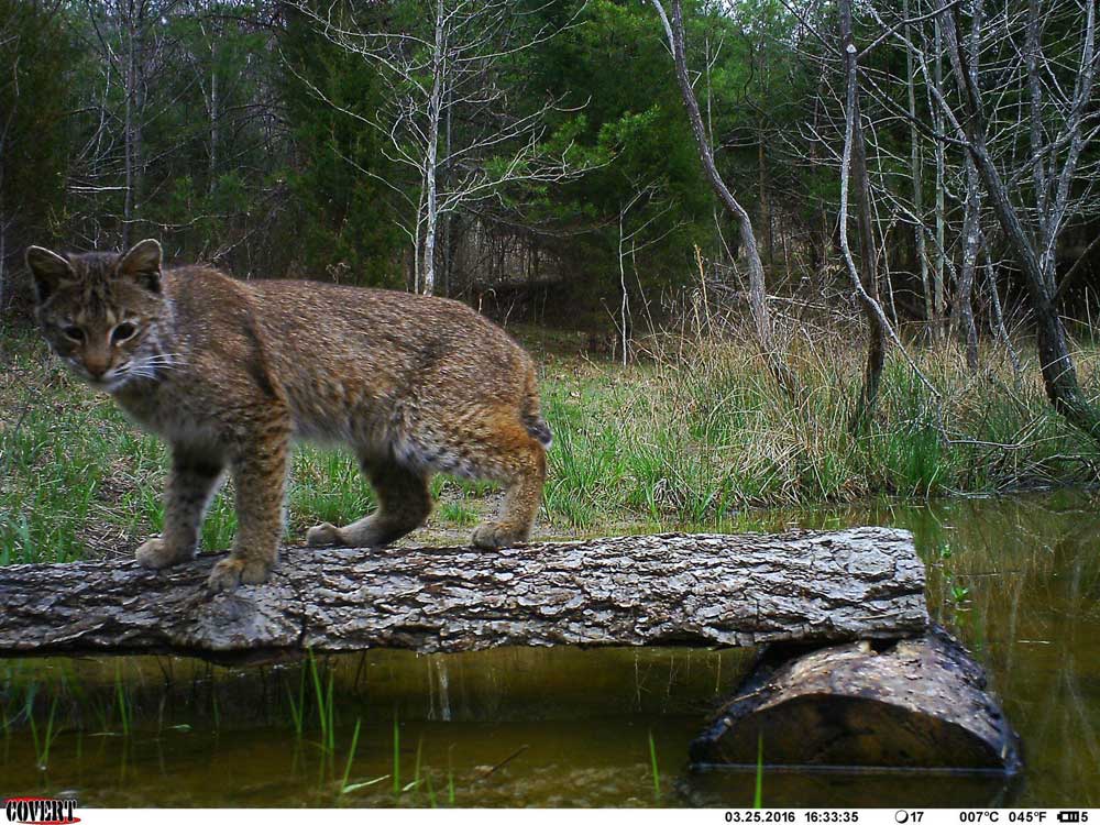 Trailcampro tweet media