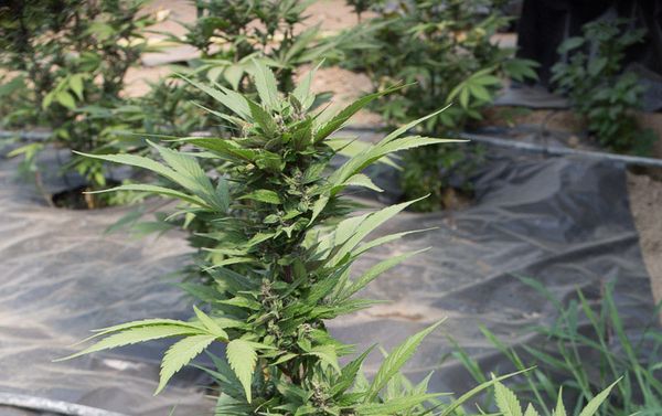 Si estás pensando en plantar autos estos días, no te pierdas nuestros consejos de cultivo. 
htl.li/JM6b302JsmZ