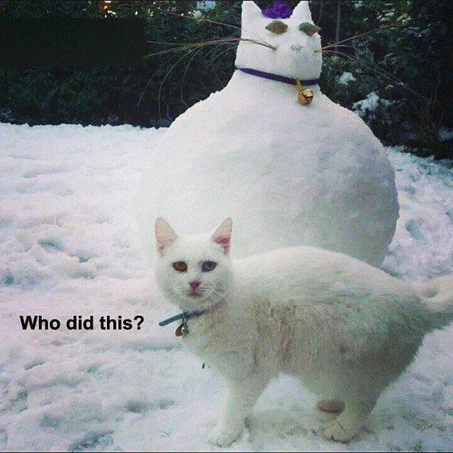 A Dog's Life tweet media