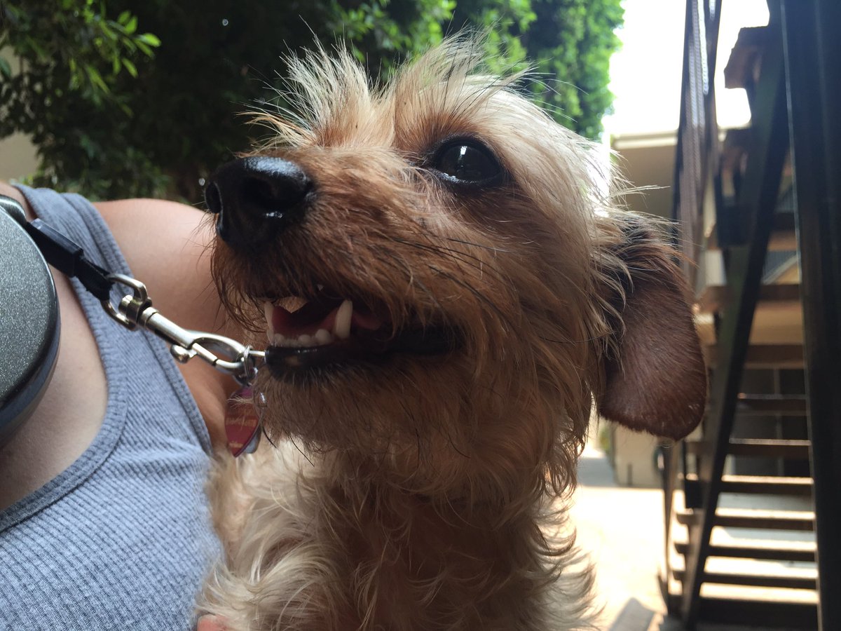 soqui1982's tweet photo. Ludo loves her walks. Let's see if she can get 50 likes. #Ludo #dog #smile #dogsarejoy #dogsarelove https://t.co/SoWrq89pTC