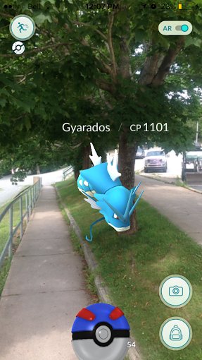 ShubieCanal's tweet image. #PokemonGO players! Just spotted right outside the #FairbanksCentre, #Gyarados! Also seen: #Snorlax #Onix 
@NSTrails