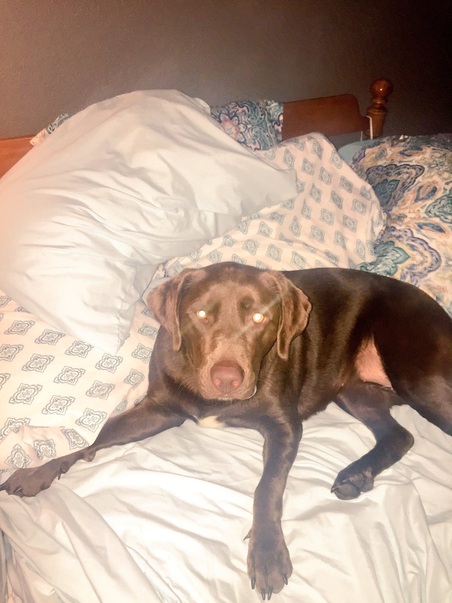 StarlaRose_'s tweet photo. You've costed us over $900 this past week in vet bills but you're oh so irresistible &amp; spoiled😍 #whiskeyRose 💙💙 https://t.co/lM4uiRahGA