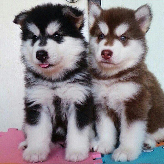 A Dog's Life tweet media