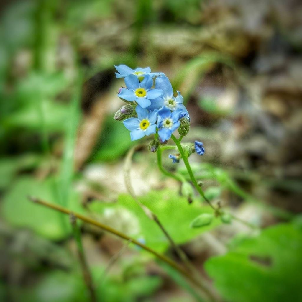 Recycled_Brain's tweet photo. #wild #forgetmenot at #tahquamenonfalls #michigan
#michigrammers #mittenstatelove #visitmi… https://t.co/dVjPIA0t7Y https://t.co/3Th1RzwiZz