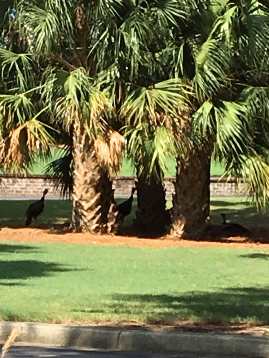 KThompGolf1's tweet photo. Lazy afternoon in the shade @TrueBlueGolf #turkeytalk #coolingit https://t.co/YXYp7pcIR5