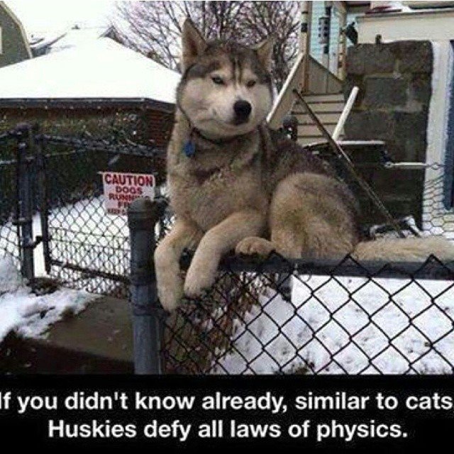 A Dog's Life tweet media