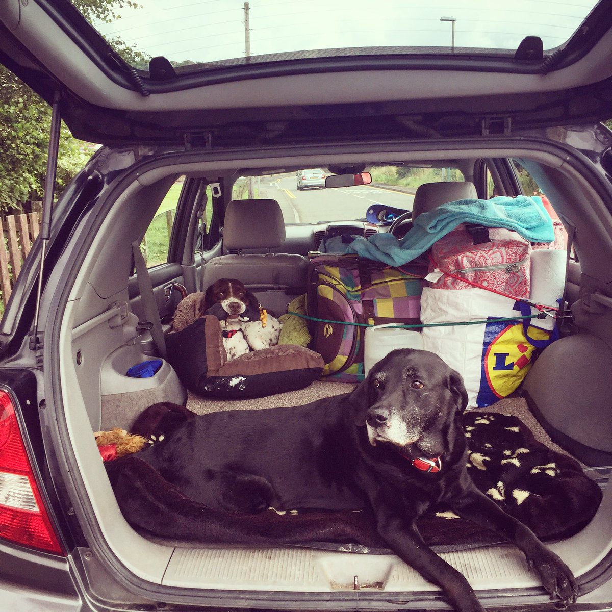 #holidays #Devon #itsadogslife