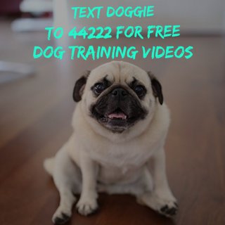 A Dog's Life tweet media